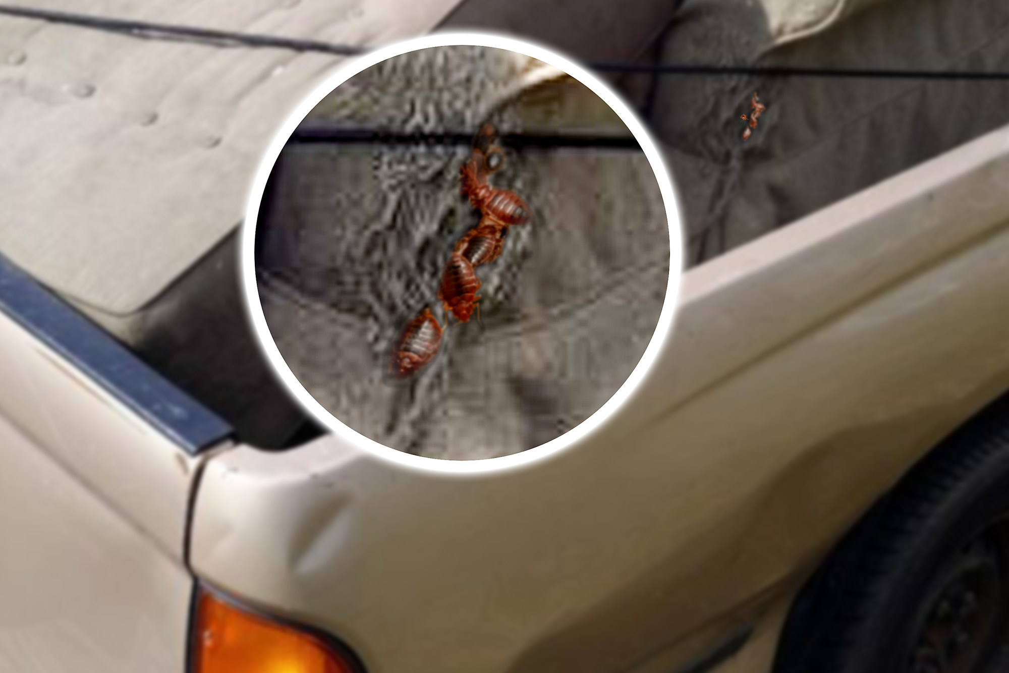 Preventing Bed Bug Infestations Learn How They Spread